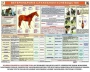 Комплект плакатов "Служебное коневодство" - fgospostavki.ru - Уфа