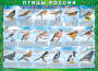Комплект таблиц "Птицы России (4 листа)" (100х140 сантиметров, винил) - fgospostavki.ru - Уфа