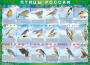 Комплект таблиц "Птицы России (4 листа)" (100х140 сантиметров, винил) - fgospostavki.ru - Уфа