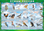 Комплект таблиц "Птицы России (4 листа)" (100х140 сантиметров, винил) - fgospostavki.ru - Уфа