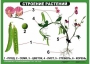 Комплект таблиц "Ознакомление с окружающим миром 1-4 класс" - fgospostavki.ru - Уфа